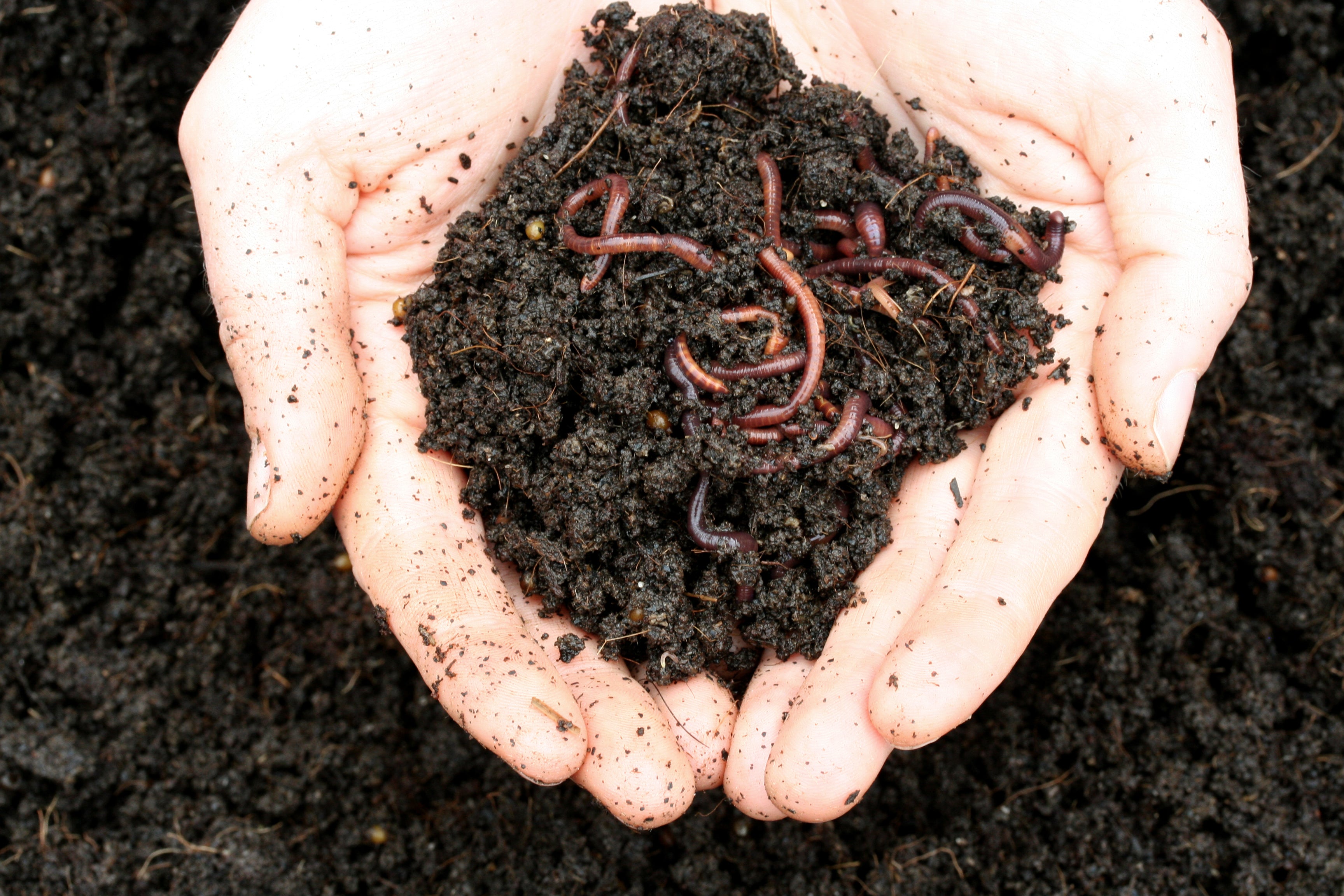 Composting: A Complete Beginner's Guide