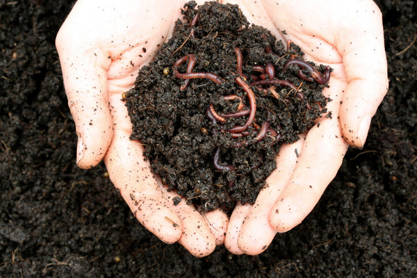 Ultimate Guide to Composting