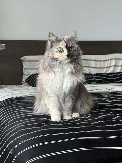 Erika