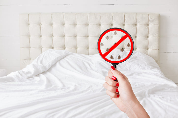 Magnifying glass finding bed bugs in bed mattress