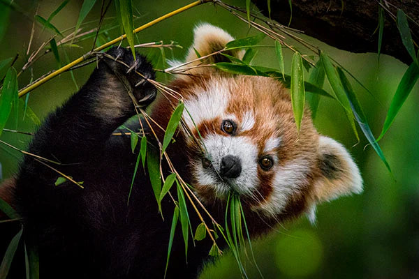 Fact or Fad: Is Bamboo Sustainable? copy