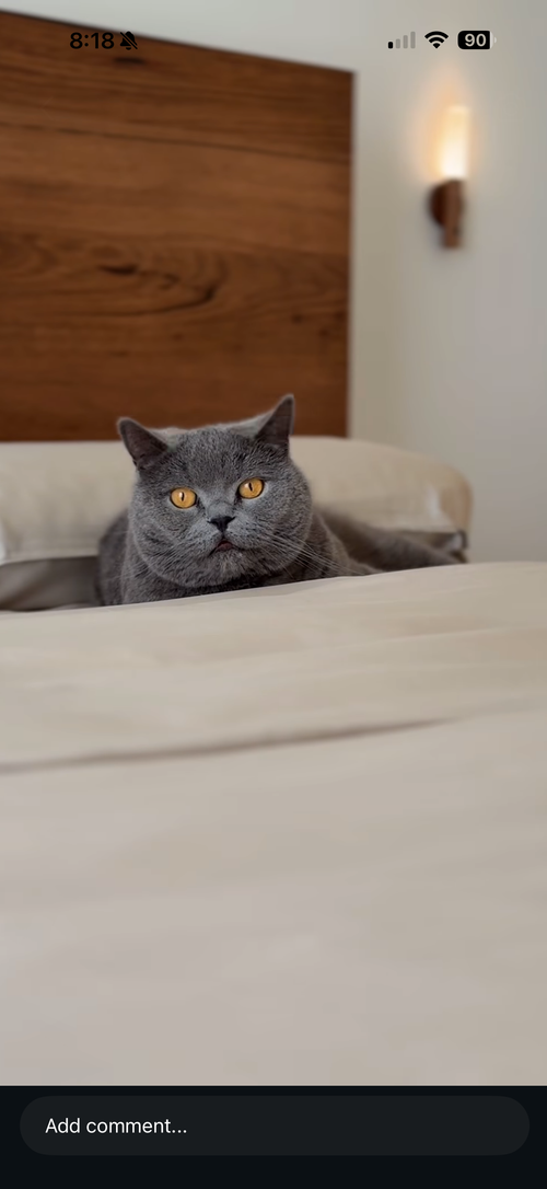 Bella