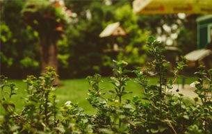 Environmentally-friendly gardening tips