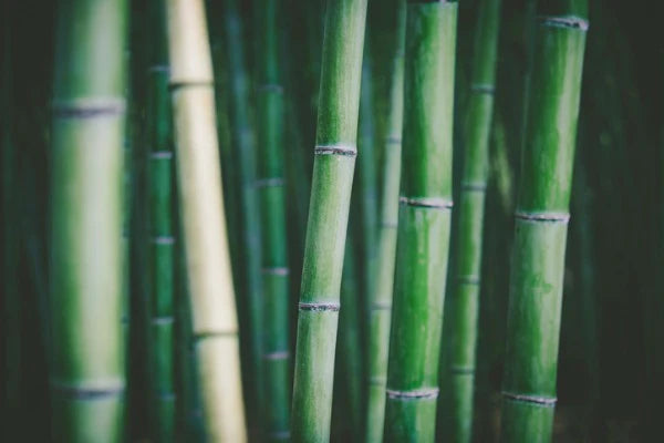 Where does the sustainability of bamboo come from?