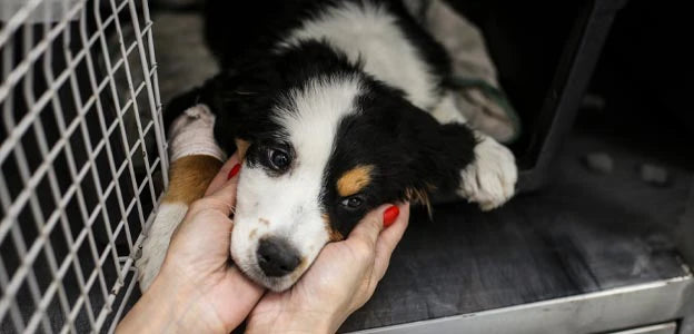 Environmentally-friendly pet tips