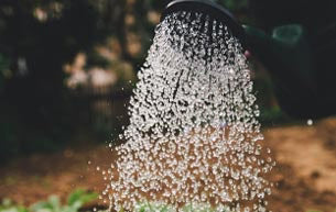 Environmentally-friendly gardening tips